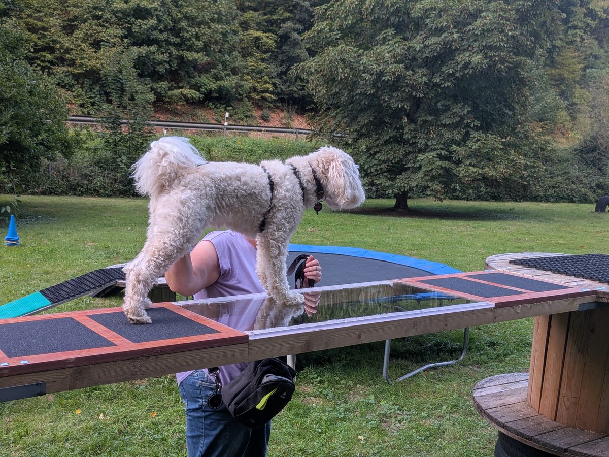 Hund bei der Balancearbeit auf dem Gerät