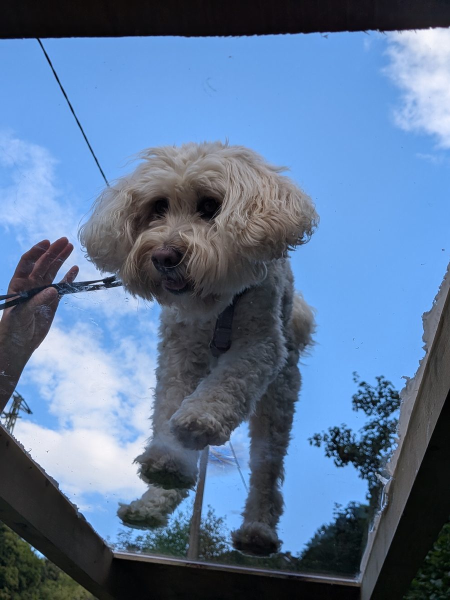 Hund voller Freude im Sprung