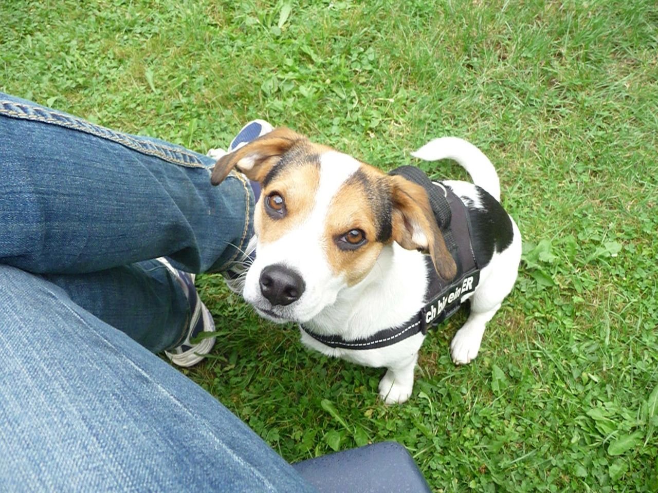 Jack Russell Terrier schaut erwartungsvoll hoch