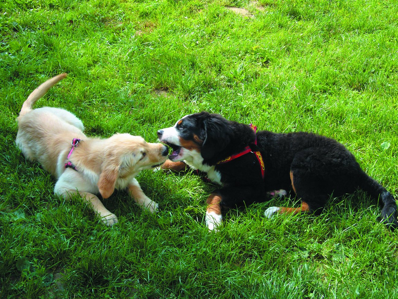 Zwei Hunde beim Spielen auf der Wiese