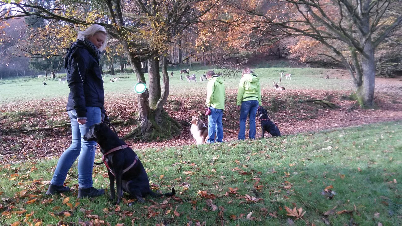 Aufmerksamkeit und Rückruf im Herbstwald
