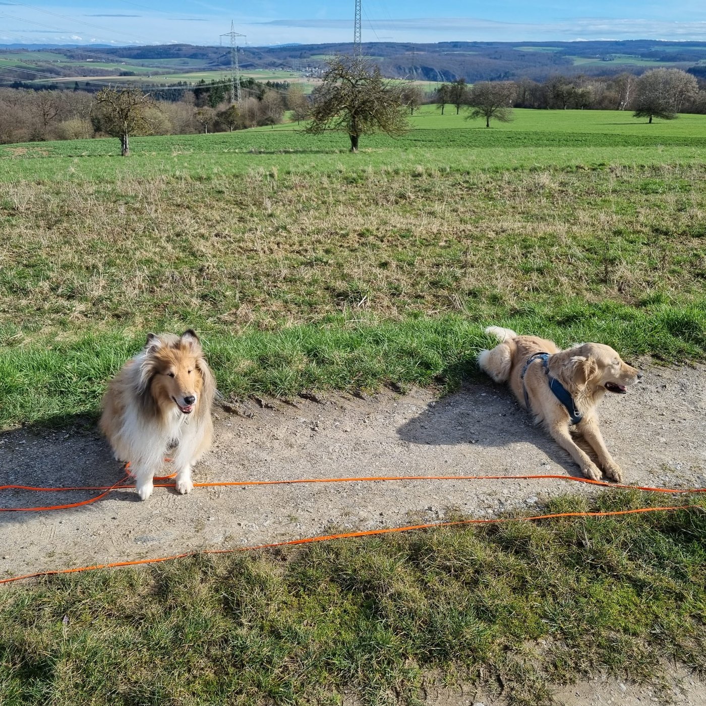Zwei Hunde warten entspannt beim Gruppentraining mit Weitblick