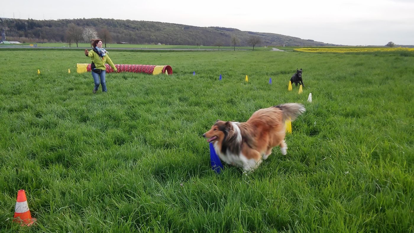 Longiertraining auf der Wiese