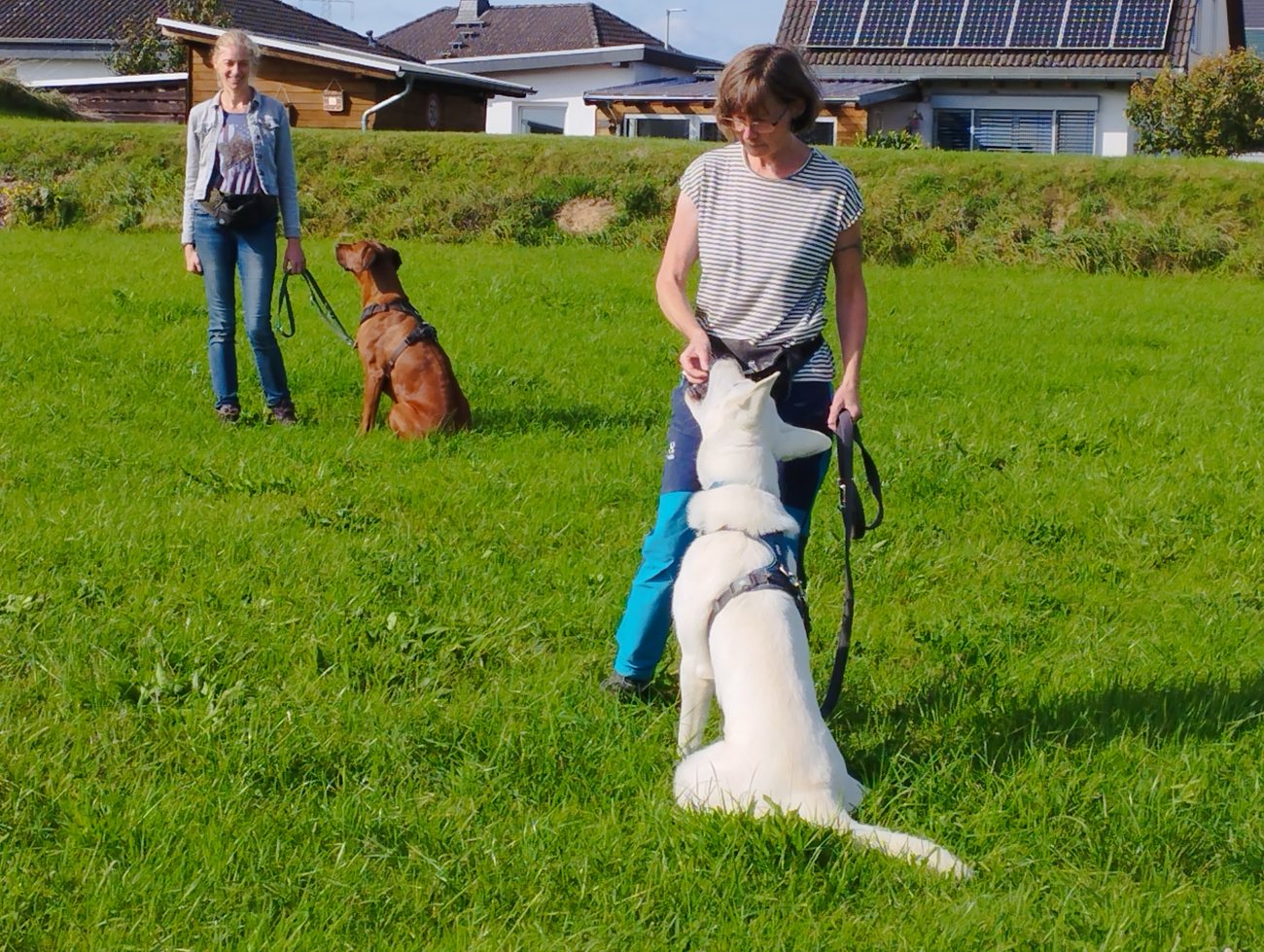 Training auf der Wiese
