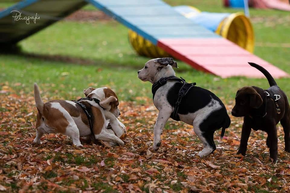 Welpen lernen Hundekommunikation