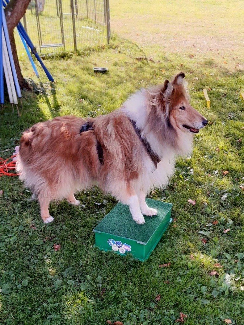Collie auf dem Podest