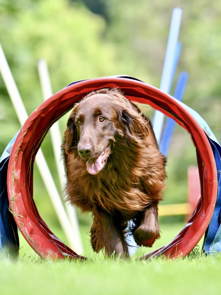 Hund springt durch den Reifen beim Agility
