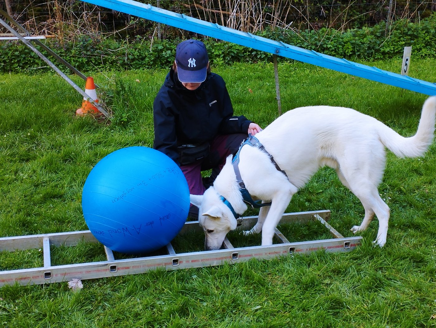 Hund bei der Körper- und Gerätearbeit am Balancegerät